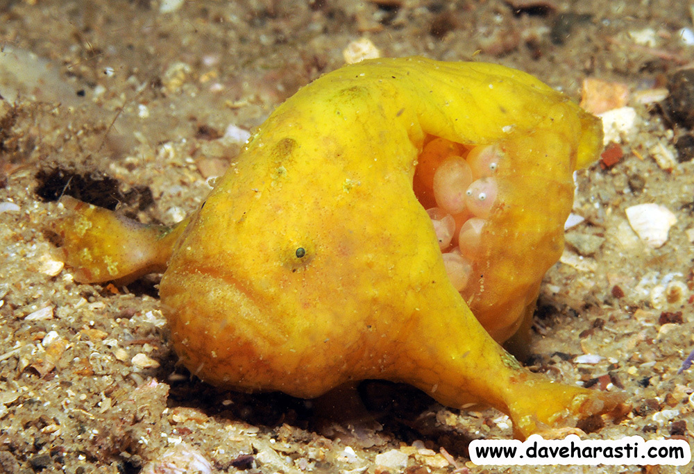 Bougainville's Frogfish