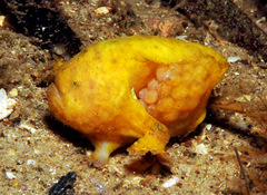 Bougainville's Frogfish photo 3
