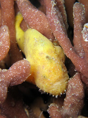 Bougainville's Frogfish photo 4