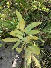 Euonymus carnosus