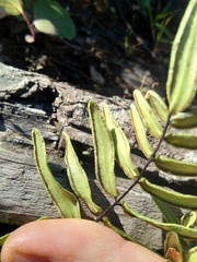 Pellaea dura