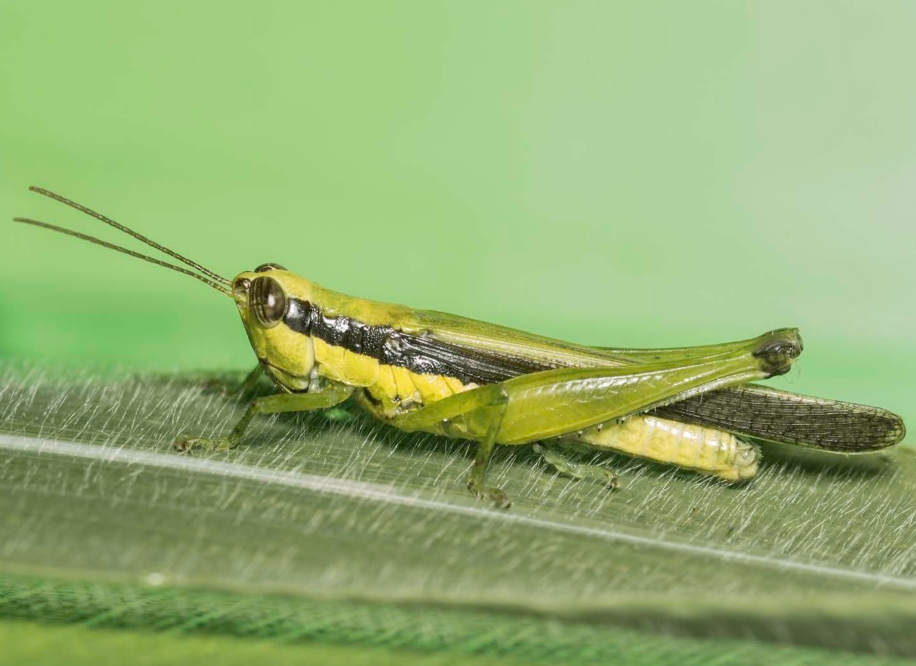 Cornops aquaticum