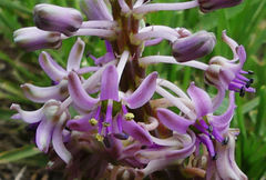 Ledebouria cooperi