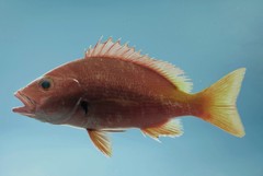 Blackfin Snapper photo 3