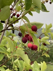 Amelanchier ovalis