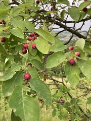 Amelanchier ovalis