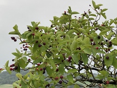 Amelanchier ovalis
