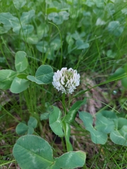 Trifolium repens