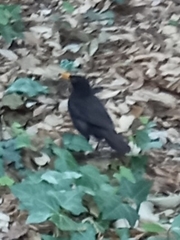 Turdus merula