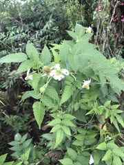 Rubus sapidus