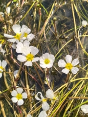 Ranunculus fluitans
