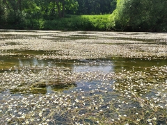 Ranunculus fluitans