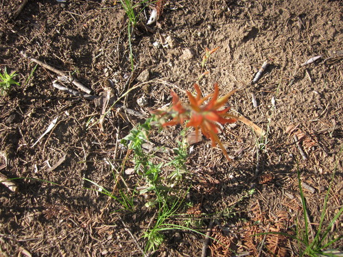 Image of Castilleja disticha by (c) Eric Knight, some rights reserved (CC BY)