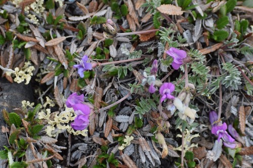 Image of Oxytropis scammaniana by (c) Syd Cannings, some rights reserved (CC BY)
