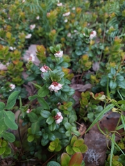 Vaccinium vitis-idaea
