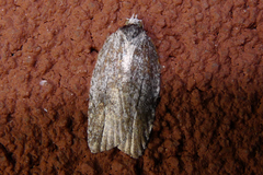 Acleris maximana