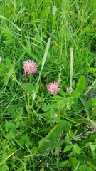 Trifolium hybridum