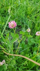 Trifolium hybridum