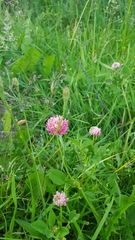 Trifolium hybridum