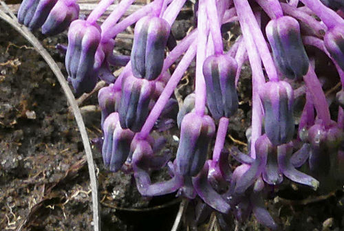 Ledebouria ovatifolia subsp. ovatifolia image