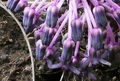 Ledebouria ovatifolia image