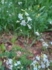 Arabidopsis arenosa