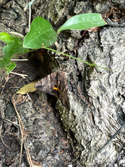 Catocala muliercula
