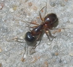 Camponotus americanus
