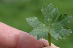 Ranunculus montanus