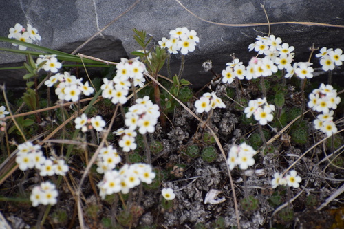 Lehmann's rockjasmine (Androsace lehmanniana)
