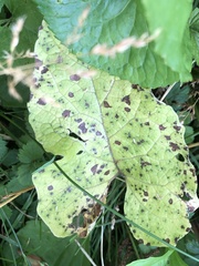 Xanthomonas