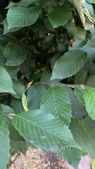 Carpinus betulus