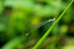 Aciagrion occidentale