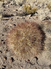 Maihueniopsis camachoi