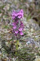 Pedicularis lanata