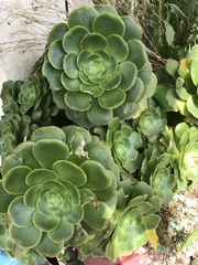 Aeonium arboreum arboreum