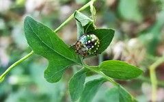 Nezara viridula
