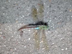 Anax imperator