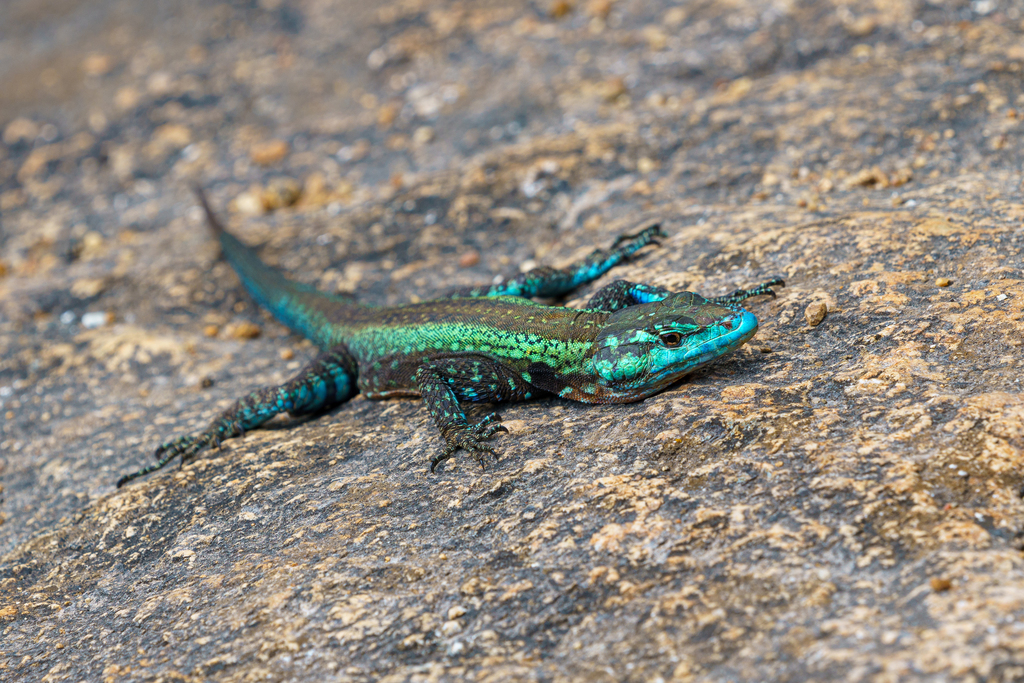 Mitchell's Flat Lizard