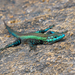 Mitchell's Flat Lizard - Photo (c) Marc Henrion, some rights reserved (CC BY-NC), uploaded by Marc Henrion