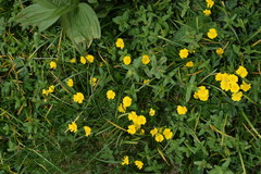 Potentilla aurea