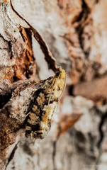 Zeiraphera canadensis