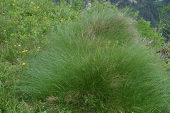 Festuca scabriculmis