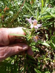 Dyschoriste linearis