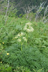Molopospermum peloponnesiacum