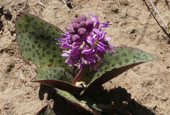 Ledebouria sandersonii