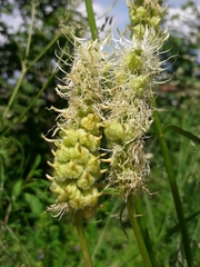 Dasineura phyteumatis