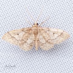 Idaea celtima