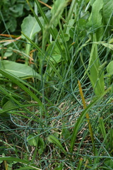 Festuca laevigata