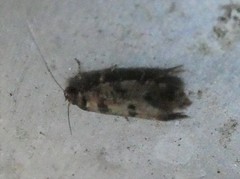 Parochmastis hilderi